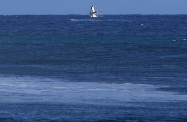 58402_paris_olympics_surfing_41338 640x420.jpg