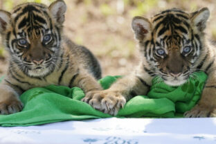 62484_endangered_sumatran_tiger_cubs_18851 640x420.jpg