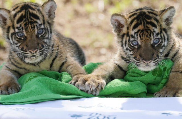 62484_endangered_sumatran_tiger_cubs_18851 640x420.jpg