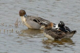 65474_kacice 640x420.jpg