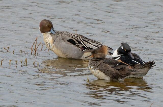 65474_kacice 640x420.jpg