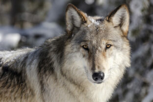 69691_wolf_attack sheep_killed_12790 154a20026d1241ff90c1bbfd62cb521b 640x420.jpg