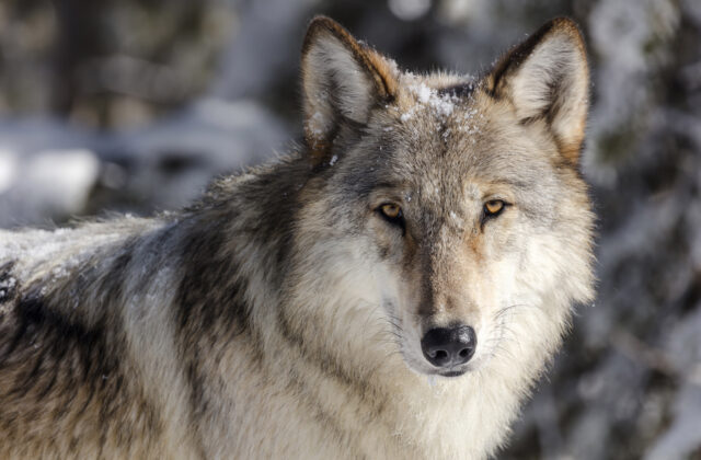 69691_wolf_attack sheep_killed_12790 154a20026d1241ff90c1bbfd62cb521b 640x420.jpg