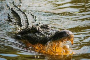 71580_aligator e1528634880508 640x420.jpg