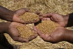 75207_zimbabwe_wheat_00341 640x420.jpg