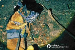 79059_policajny pes max 640x420.jpg