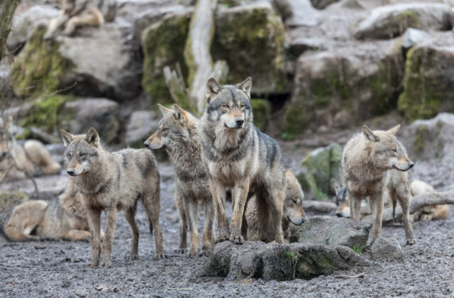 79340_gettyimages 968809406 640x420.jpg