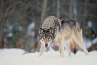 80041_gettyimages 452407 001 640x420.jpg