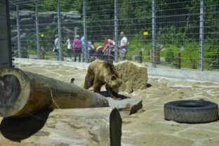 81402_medved zoo spisska nova ves 640x420.jpg
