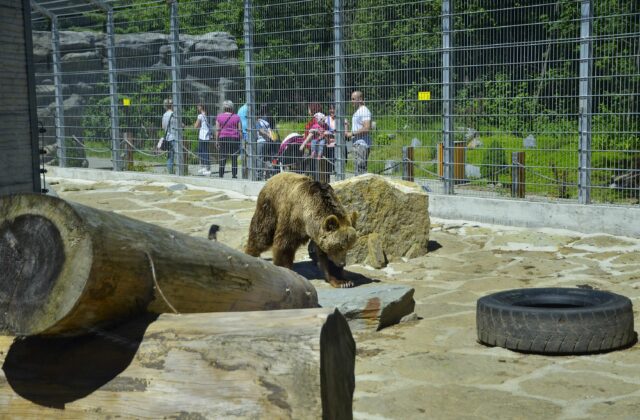 81402_medved zoo spisska nova ves 640x420.jpg