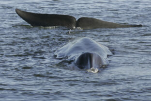 90391_iceland_whaling_85954 640x420.jpg