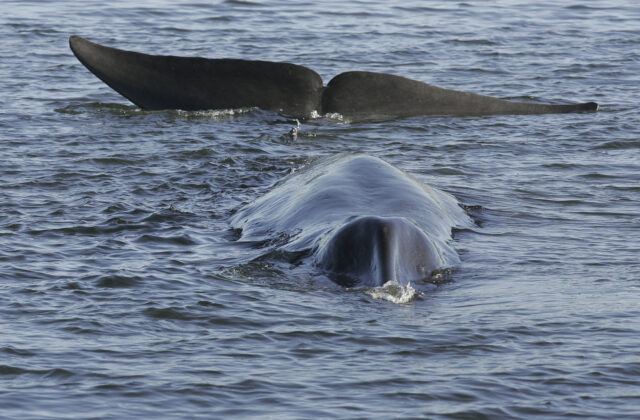 90391_iceland_whaling_85954 640x420.jpg