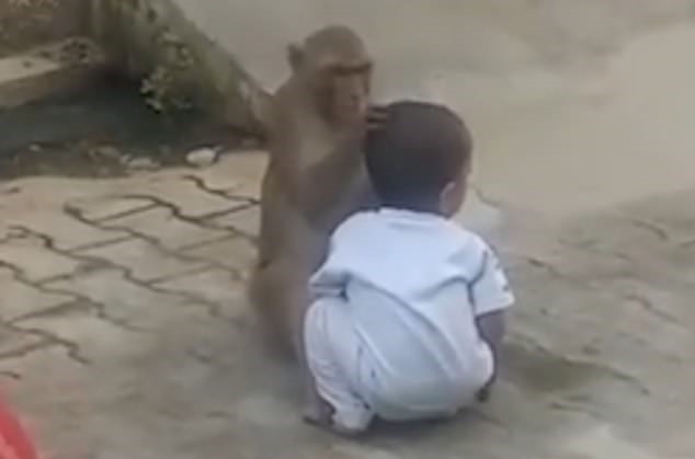 Video: Opica si privlastnila ľudské batoľa, aby sa s kým mala hrať. Vrátiť ho odmieta