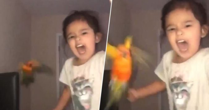 Aj takto môže vyzerať tréning domáceho miláčika: Dievčatko urobilo z papagája svojho obranára