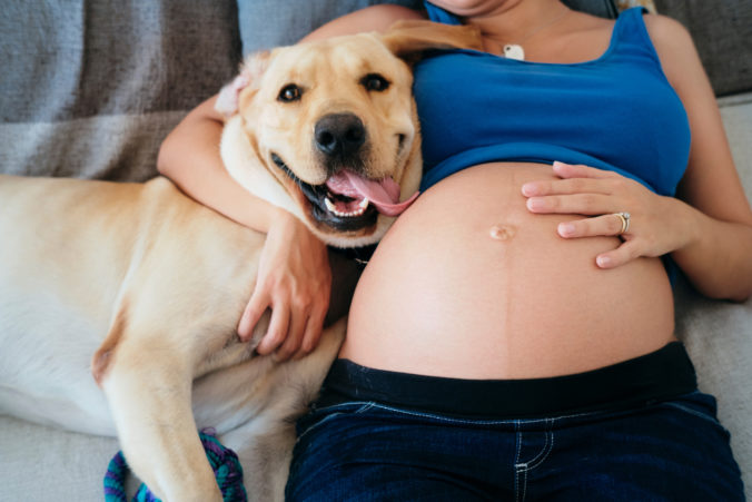 Pes ako tehotenský test? Psy dokážu odhaliť tehotenstvo ženy skôr