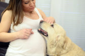 Výhody, prečo mať psa na tehotenskom brušku
