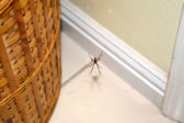 Ako sa zbaviť pavúkov v dome?