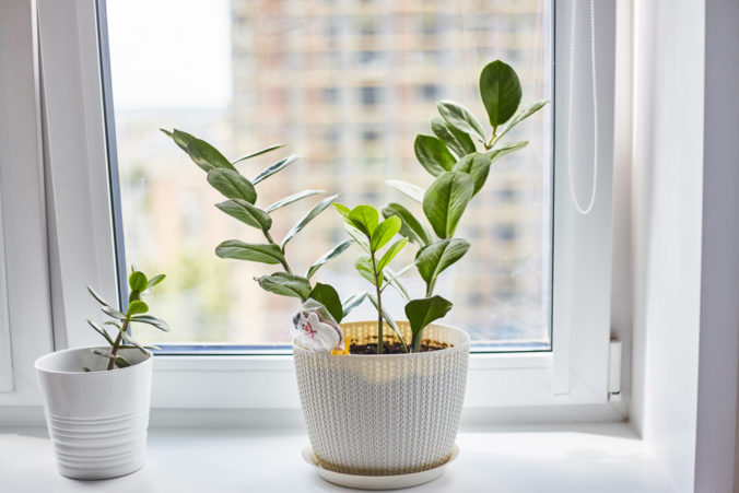 Alergia a izbové rastliny: Ktoré sú bezpečné?