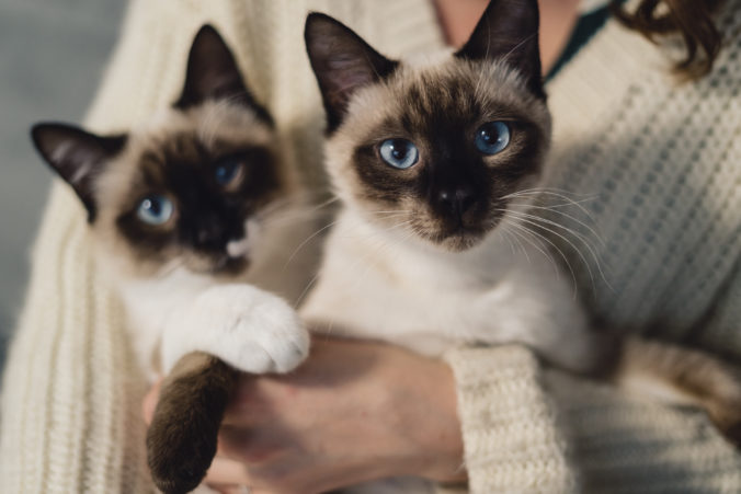 Prečítajte si super postup ako zoznámiť dve mačky, aby ste neprišli o ruky