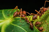 Zbavte sa rýchlo a efektívne mravcov na vašej záhrade!