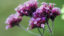 Verbena čiže železník- liečivá bylinka, ktorá zo všetkého najviac poslúži ženám a čerstvým mamičkám