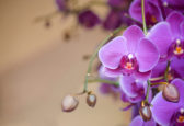 Nekvitne vám orchidea? Stačí jej dodať tieto dve ingrediencie!