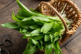 Medvedí cesnak - zázrak plný vitamínov