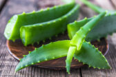 Aloe vera: Ako ju spracovať a využiť jej silu v každodennom živote?