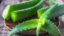 Aloe vera: Ako ju spracovať a využiť jej silu v každodennom živote?