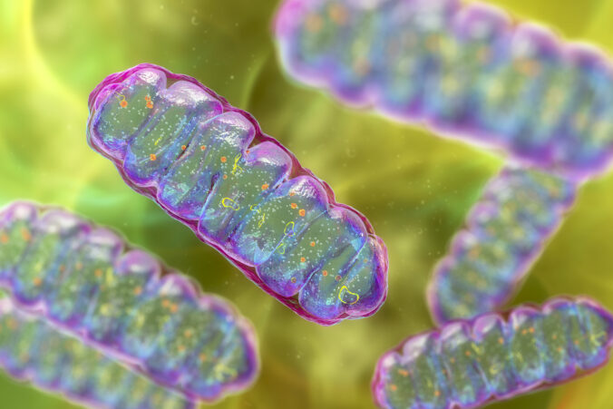 Mitochondrie - drobné elektrárne, ktoré sa nachádzajú v každej jednej bunke nášho tela