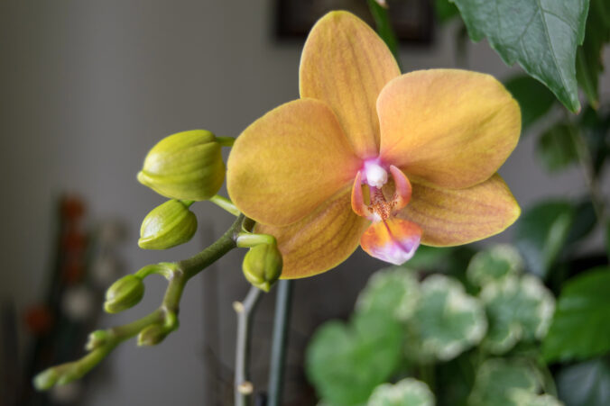 Vaša orchidea už nekvitne? Dajte jej banánovú šupku – účinnejší trik než drahé hnojivá