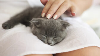 Mačka vám zaspáva na kolenách? Nemusí ísť len o lásku – môže vo vás hľadať útočisko