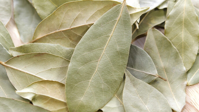 Bobkový list ako liečivý pomocník: Nenápadná bylinka, ktorá dokáže viac než len ochutiť jedlo