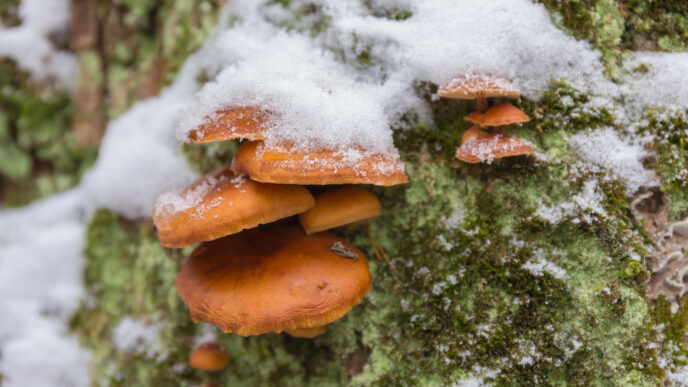 Huby pod snehom: pozor na premrznuté kúsky