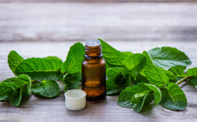 Masť z nádchovníka: jednoduchý domáci recept