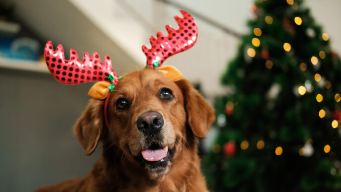 Upečte psovi vlastné sviatočné dobroty