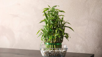 Ako „prebudiť“ šťastný bambus, aby podporoval šťastie – a 3 veci, ktoré ho rýchlo oslabia