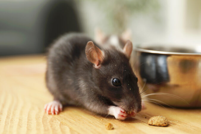 Myši v dome? Existuje jednoduchý trik z kuchyne, ktorý ich prinúti odísť – bez chémie a bez jedov