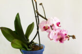 Orchidea bez kvetov? Takto ju prinútite znovu rozkvitnúť