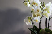 Ako prinútiť orchideu opäť kvitnúť? Pomôcť môže aj obyčajná voda po namáčaní ryže