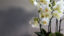 Ako prinútiť orchideu opäť kvitnúť? Pomôcť môže aj obyčajná voda po namáčaní ryže