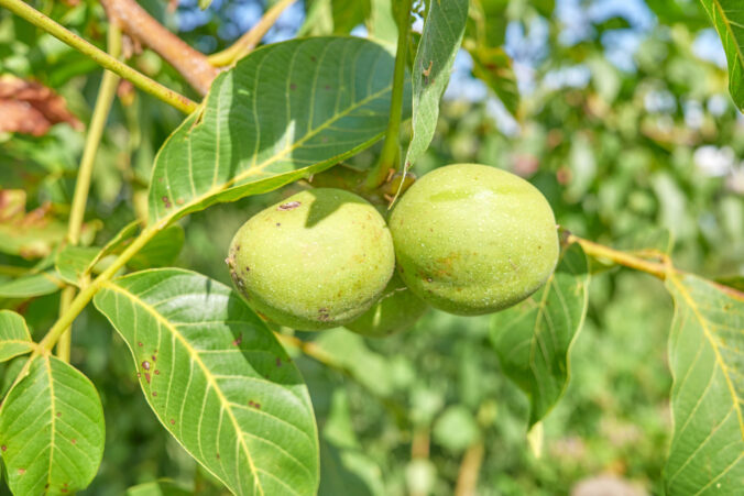 Listy orecha ukrývajú cenné účinky